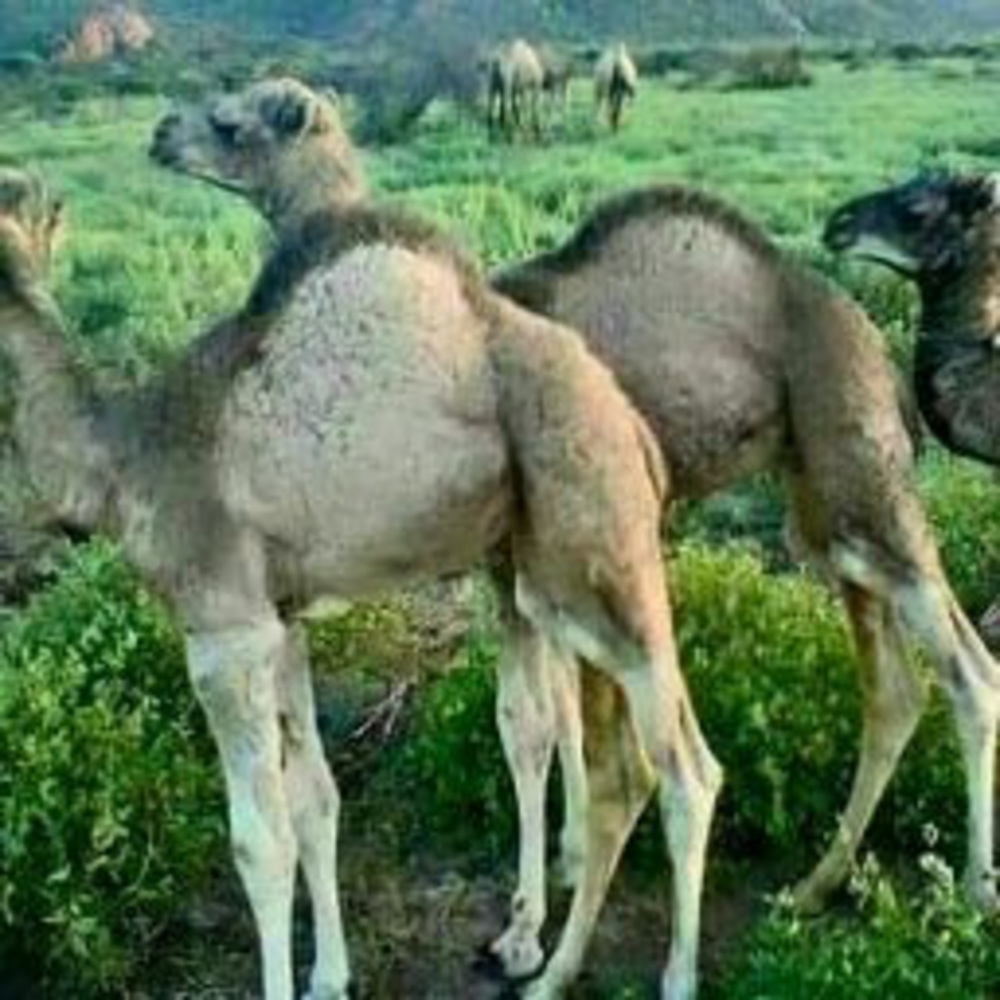 Meet your Posher, Sulayman